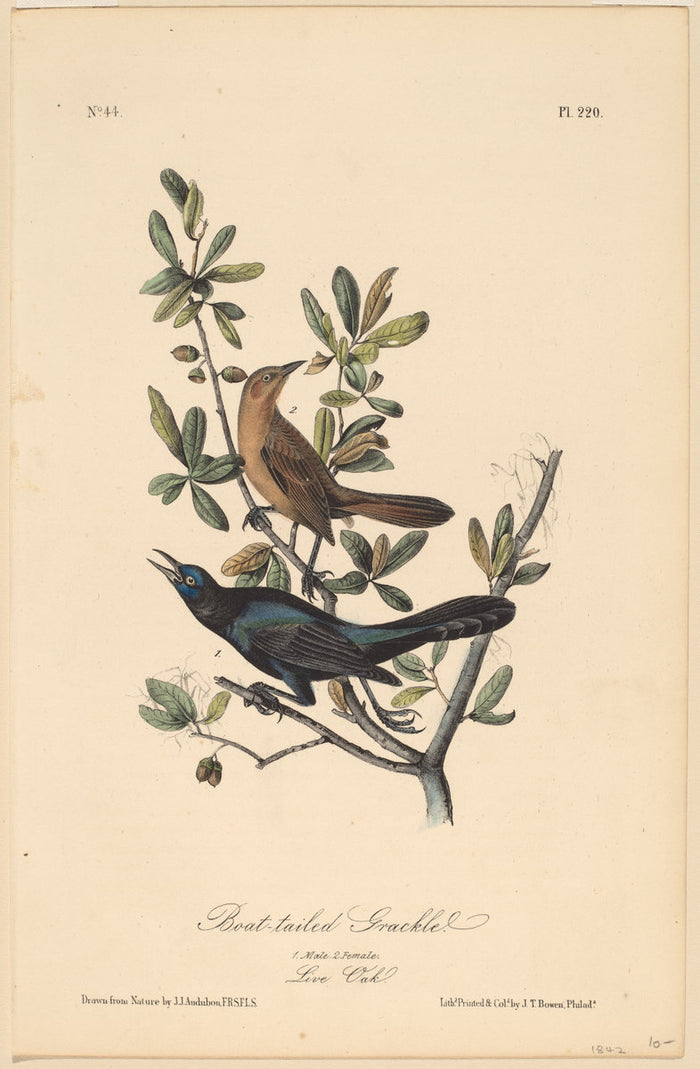 Boat-tailed Grackle by John T. Bowen after John James Audubon (American, c. 1810 - probably 1856), 16X12