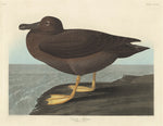 Dusky Albatros by Robert Havell after John James Audubon (American, 1793 - 1878), 16X12"(A3)Poster Print