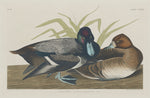 Scaup Duck by Robert Havell after John James Audubon (American, 1793 - 1878), 16X12"(A3)Poster Print