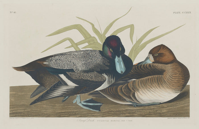 Scaup Duck by Robert Havell after John James Audubon (American, 1793 - 1878), 16X12