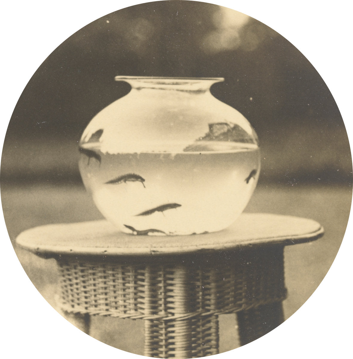 c. 1888 by American 19th Century (Untitled (Fishbowl)), 16X12"(A3)Poster Print