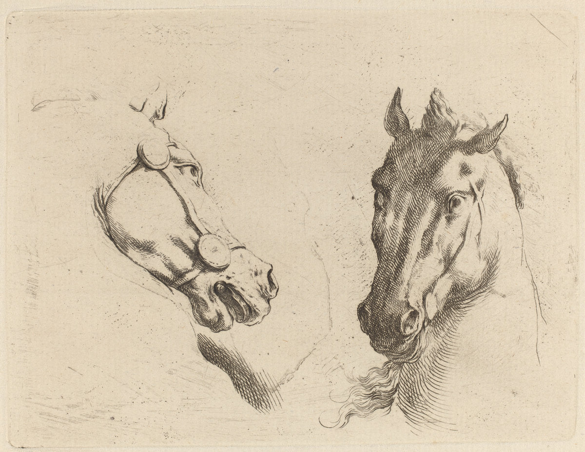 Head of a Horse Seen in Profile and in Three-Quarters by Stefano Della Bella (Italian, 1610 - 1664), 16X12"(A3)Poster Print