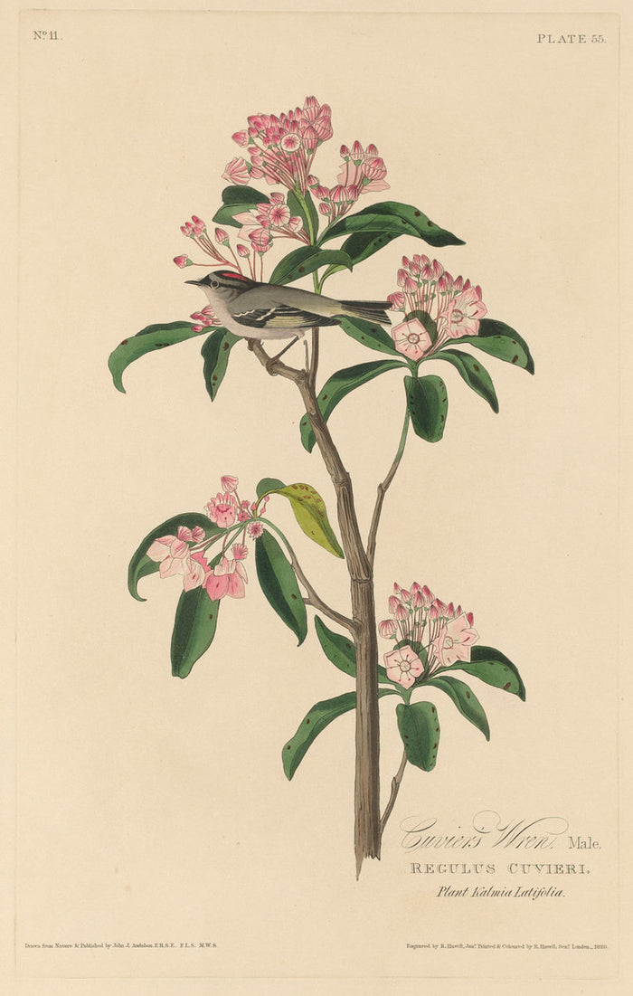 Cuvier's Wren by Robert Havell after John James Audubon (American, 1793 - 1878), 16X12