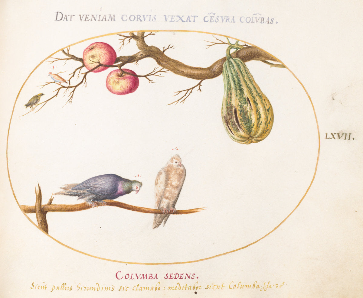 Animalia Volatilia et Amphibia (Aier): Plate LXVII by Joris Hoefnagel (Flemish, 1542 - 1600), 16X12"(A3)Poster Print
