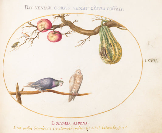 Animalia Volatilia et Amphibia (Aier): Plate LXVII by Joris Hoefnagel (Flemish, 1542 - 1600), 16X12"(A3)Poster Print