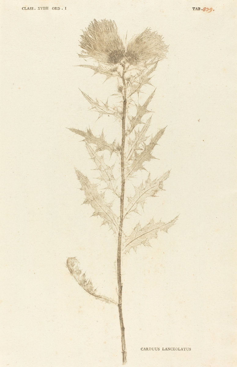Carduus Lanceolatus by Johann Hieronymus Kniphof (German, 1704 - 1763), 16X12"(A3)Poster Print