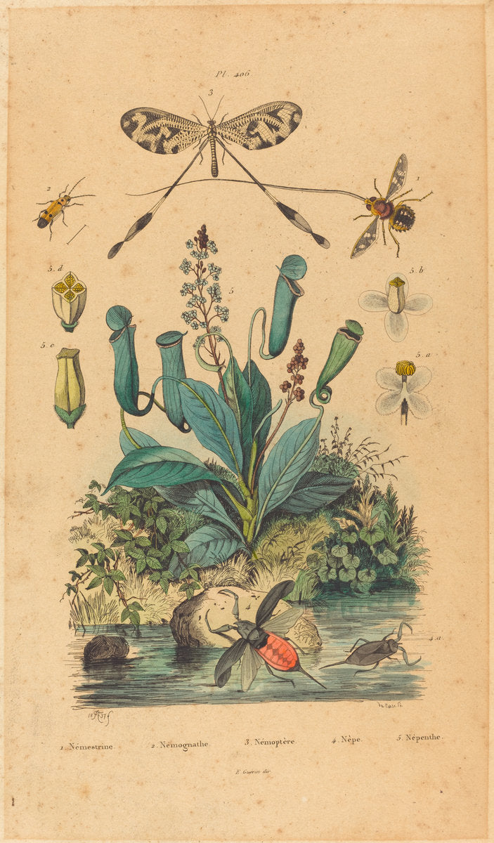 published 1837 by French 19th Century (Insects and Flowers), 16X12"(A3)Poster Print