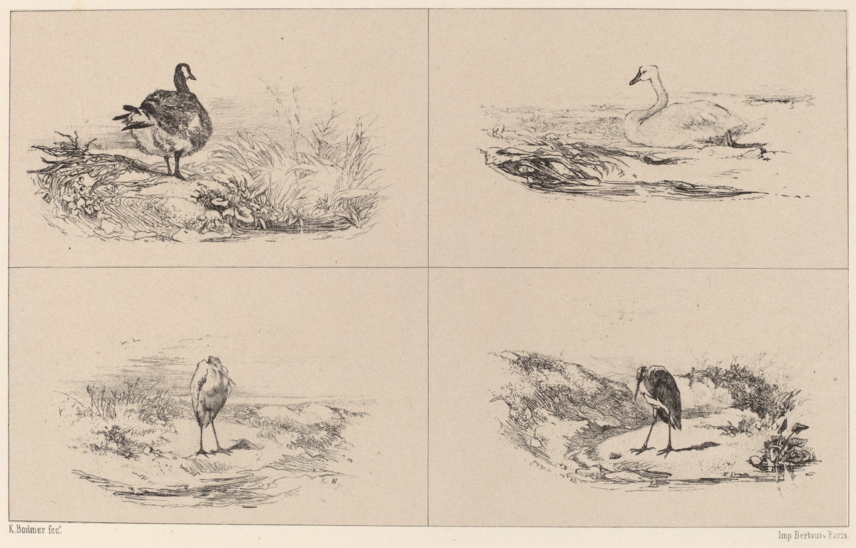 Oies, Cygnes, herons by Karl Bodmer (Swiss, 1809 - 1893), 16X12"(A3)Poster Print