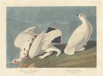 American Ptarmigan and White-tailed Grous by Robert Havell after John James Audubon (American, born England, 1793 - 1878), 16X12"(A3)Poster Print