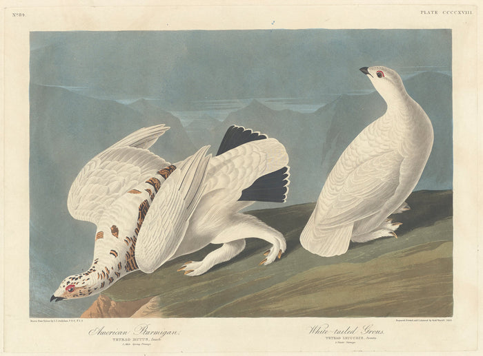 American Ptarmigan and White-tailed Grous by Robert Havell after John James Audubon (American, born England, 1793 - 1878), 16X12