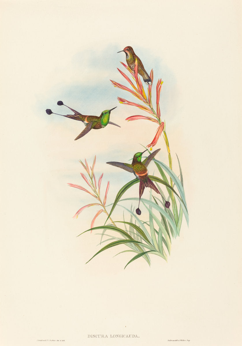 Discura longicauda (Racket-Tail) by John Gould and H.C. Richter (British (?), active 1841 - active c. 1881), 16X12"(A3)Poster Print