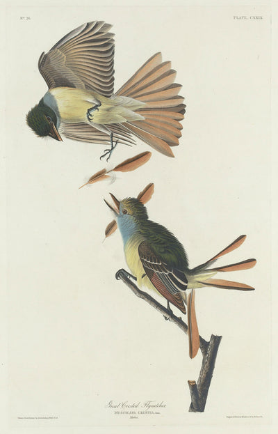 Great Crested Flycatcher by Robert Havell after John James Audubon (American, 1793 - 1878), 16X12"(A3)Poster Print