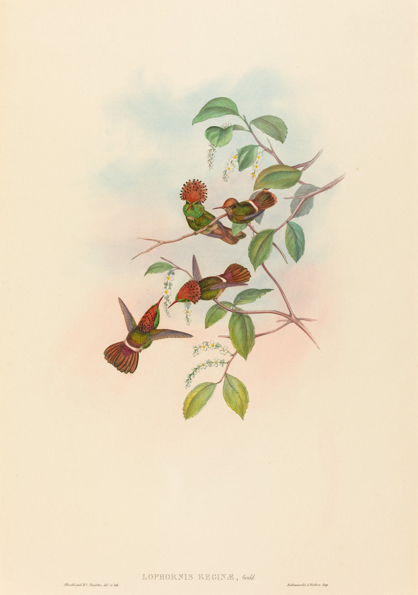 Lophornas reginae (Spangled Coquette) by John Gould and H.C. Richter (British, 1804 - 1881), 16X12"(A3)Poster Print