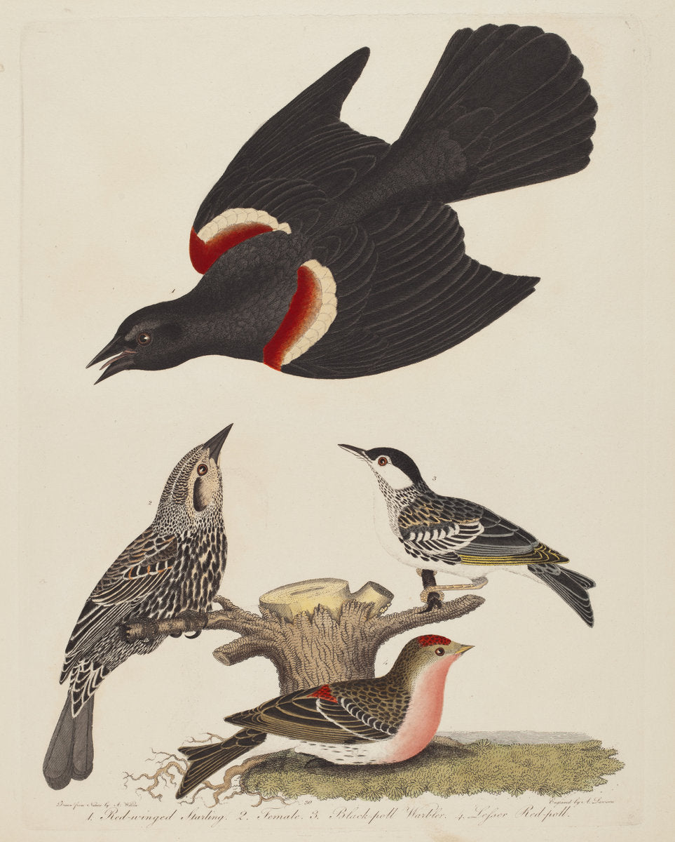 Red-winged Starling, Female Red-winged Starling, Black-poll Warbler, and Lesser Red-poll by Alexander Lawson after Alexander Wilson (American, 1773 - 1846), 16X12"(A3)Poster Print