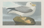 Fulmer Petrel by Robert Havell after John James Audubon (American, 1793 - 1878), 16X12"(A3)Poster Print