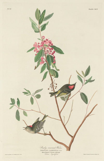 Ruby-crowned Wren by Robert Havell after John James Audubon (American, 1793 - 1878), 16X12"(A3)Poster Print