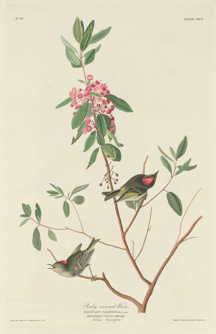 Ruby-crowned Wren by Robert Havell after John James Audubon (American, 1793 - 1878), 16X12