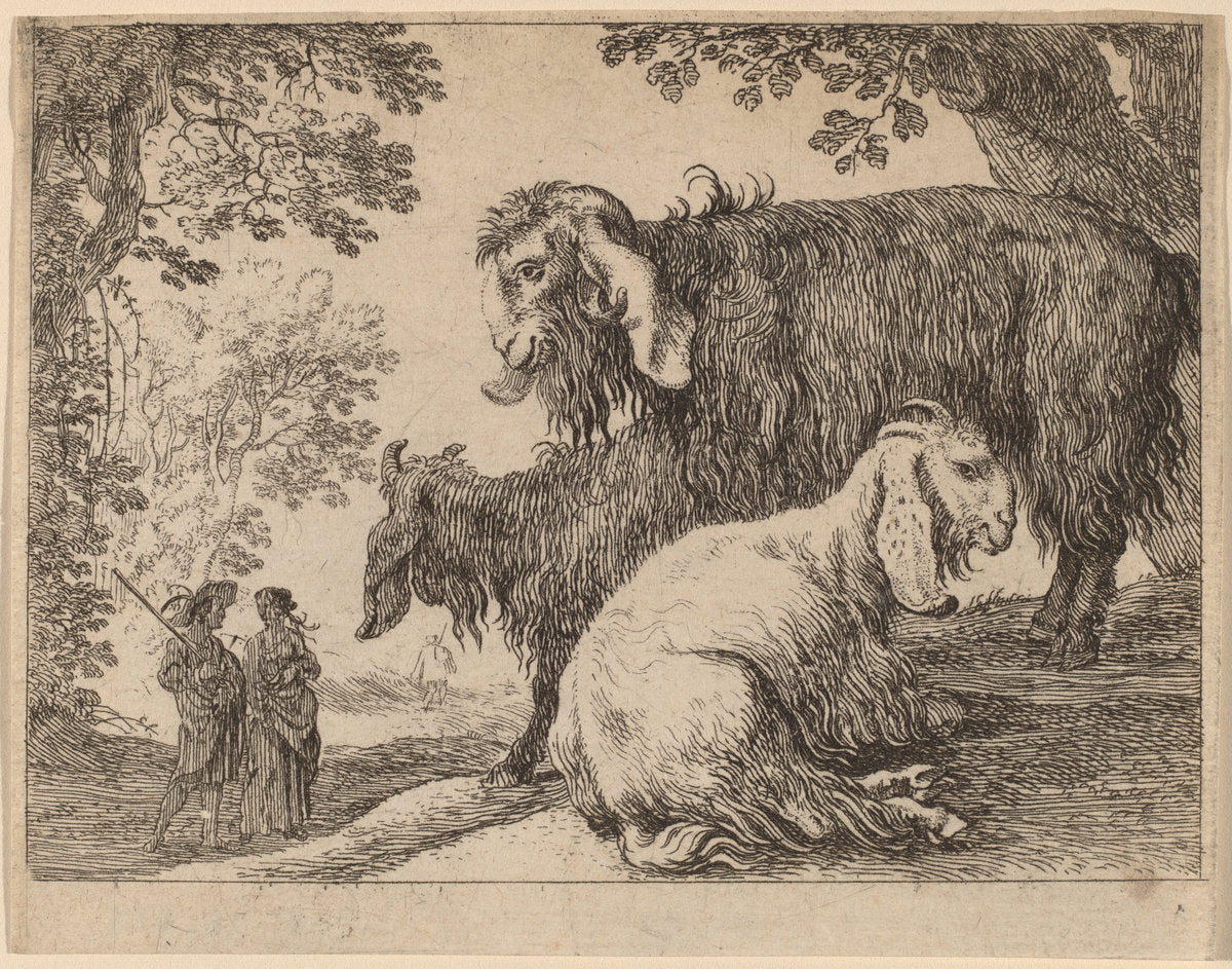 Angora Sheep by Herman van Swanevelt (Dutch, c. 1600 - 1655), 16X12"(A3)Poster Print