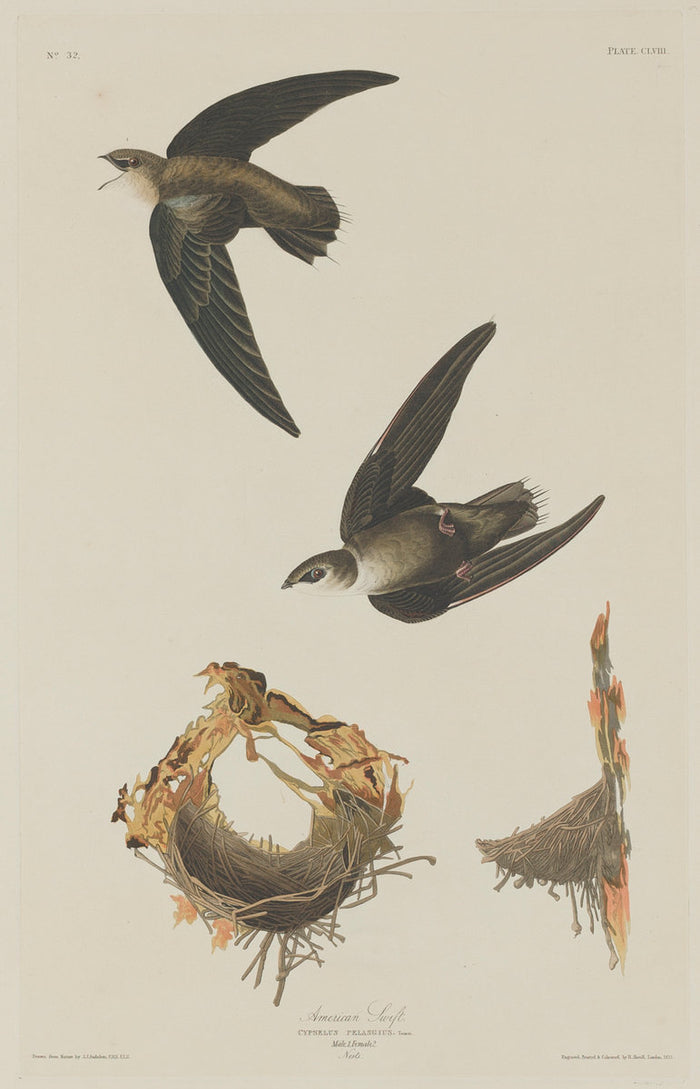 American Swift by Robert Havell after John James Audubon (American, 1793 - 1878), 16X12