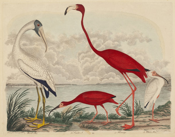 Wood Ibis, Scarlet Ibis, Flamingo, and White Ibis by John G. Warnicke after Alexander Wilson (American, died 1818), 16X12"(A3)Poster Print