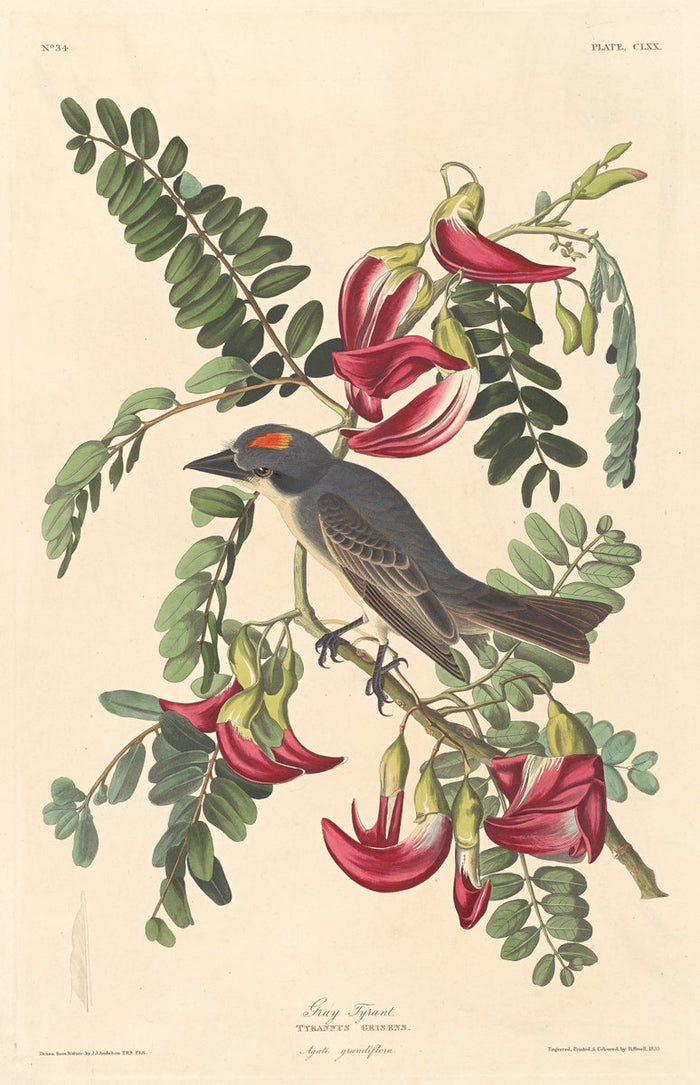 Gray Tyrant by Robert Havell after John James Audubon (American, 1793 - 1878), 16X12