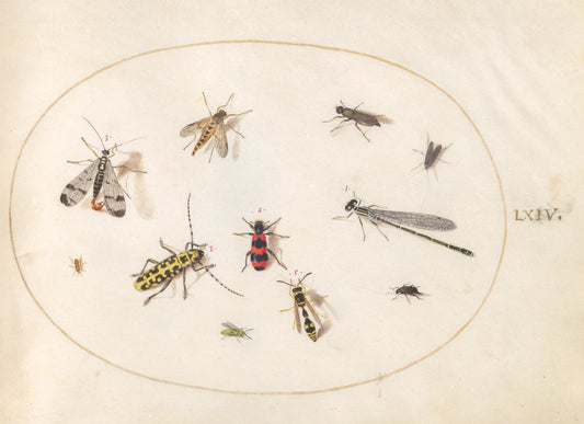 Animalia Rationalia et Insecta (Ignis):  Plate LXIV by Joris Hoefnagel (Flemish, 1542 - 1600), 16X12"(A3)Poster Print