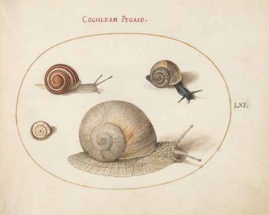 Animalia Qvadrvpedia et Reptilia (Terra): Plate LXI by Joris Hoefnagel (Flemish, 1542 - 1600), 16X12"(A3)Poster Print
