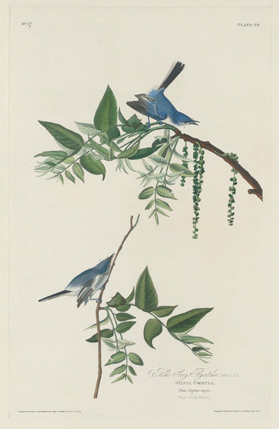 Blue-grey Flycatcher by Robert Havell after John James Audubon (American, 1793 - 1878), 16X12"(A3)Poster Print