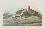 Pigmy Curlew by Robert Havell after John James Audubon (American, 1793 - 1878), 16X12"(A3)Poster Print