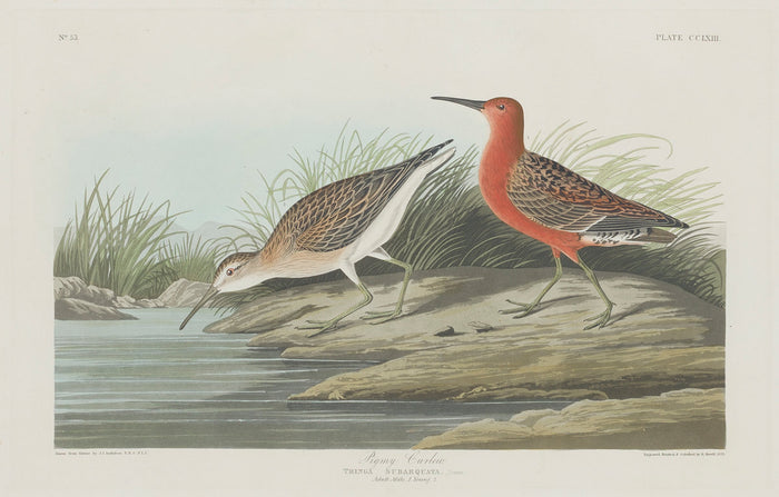 Pigmy Curlew by Robert Havell after John James Audubon (American, 1793 - 1878), 16X12