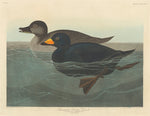 American Scoter Duck by Robert Havell after John James Audubon (American, 1793 - 1878), 16X12"(A3)Poster Print