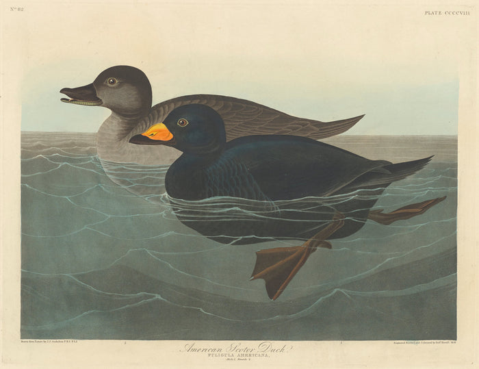 American Scoter Duck by Robert Havell after John James Audubon (American, 1793 - 1878), 16X12