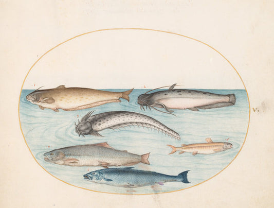 Animalia Aqvatilia et Cochiliata (Aqva): Plate V by Joris Hoefnagel (Flemish, 1542 - 1600), 16X12"(A3)Poster Print