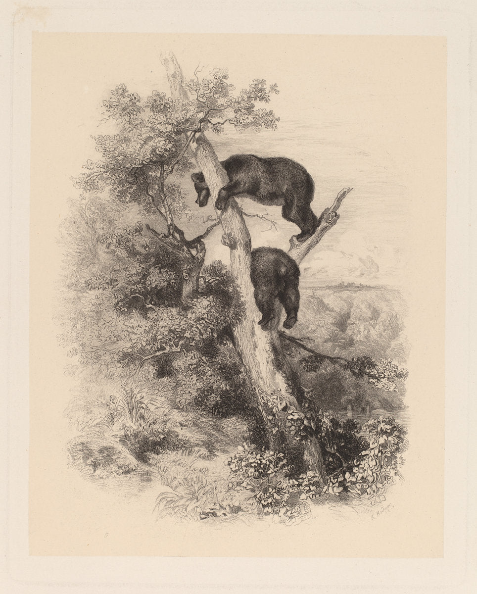 Deux Ours by Karl Bodmer (Swiss, 1809 - 1893), 16X12"(A3)Poster Print