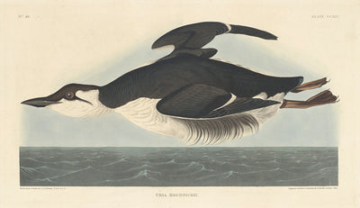 Uria Brunnichii by Robert Havell after John James Audubon (American, 1793 - 1878), 16X12"(A3)Poster Print