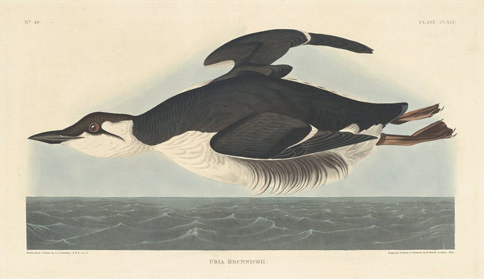 Uria Brunnichii by Robert Havell after John James Audubon (American, 1793 - 1878), 16X12