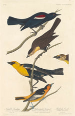 Nuttall's Starling, Yellow-headed Troopial and Bullock's Oriole by Robert Havell after John James Audubon (American, 1793 - 1878), 16X12"(A3)Poster Print