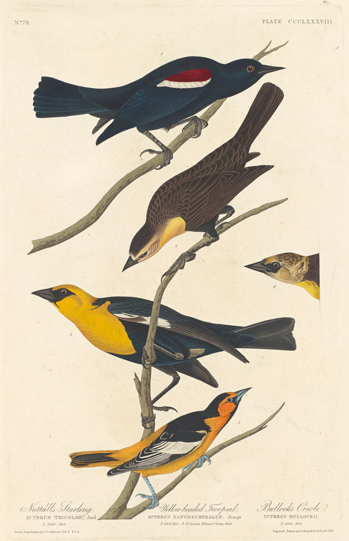 Nuttall's Starling, Yellow-headed Troopial and Bullock's Oriole by Robert Havell after John James Audubon (American, 1793 - 1878), 16X12