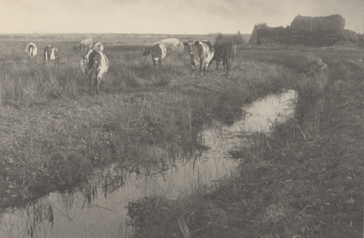 Cattle on the Marshes by Peter Henry Emerson and T.F. Goodall (British, born Cuba, 1856 - 1936), 16X12"(A3)Poster Print