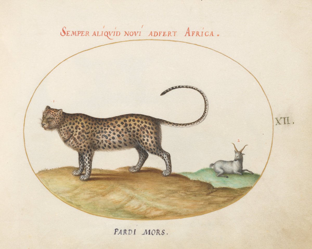 Animalia Qvadrvpedia et Reptilia (Terra): Plate XII by Joris Hoefnagel (Flemish, 1542 - 1600), 16X12"(A3)Poster Print
