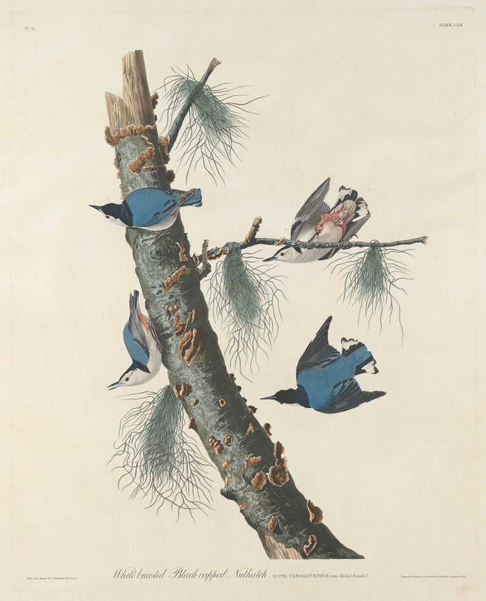 White-breasted Black-capped Nuthatch by Robert Havell after John James Audubon (American, 1793 - 1878), 16X12