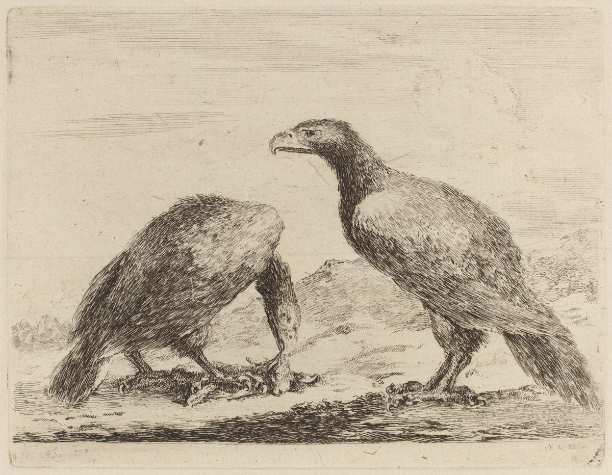 Two Eagles, One Eating a Small Lamb by Stefano Della Bella (Italian, 1610 - 1664), 16X12"(A3)Poster Print