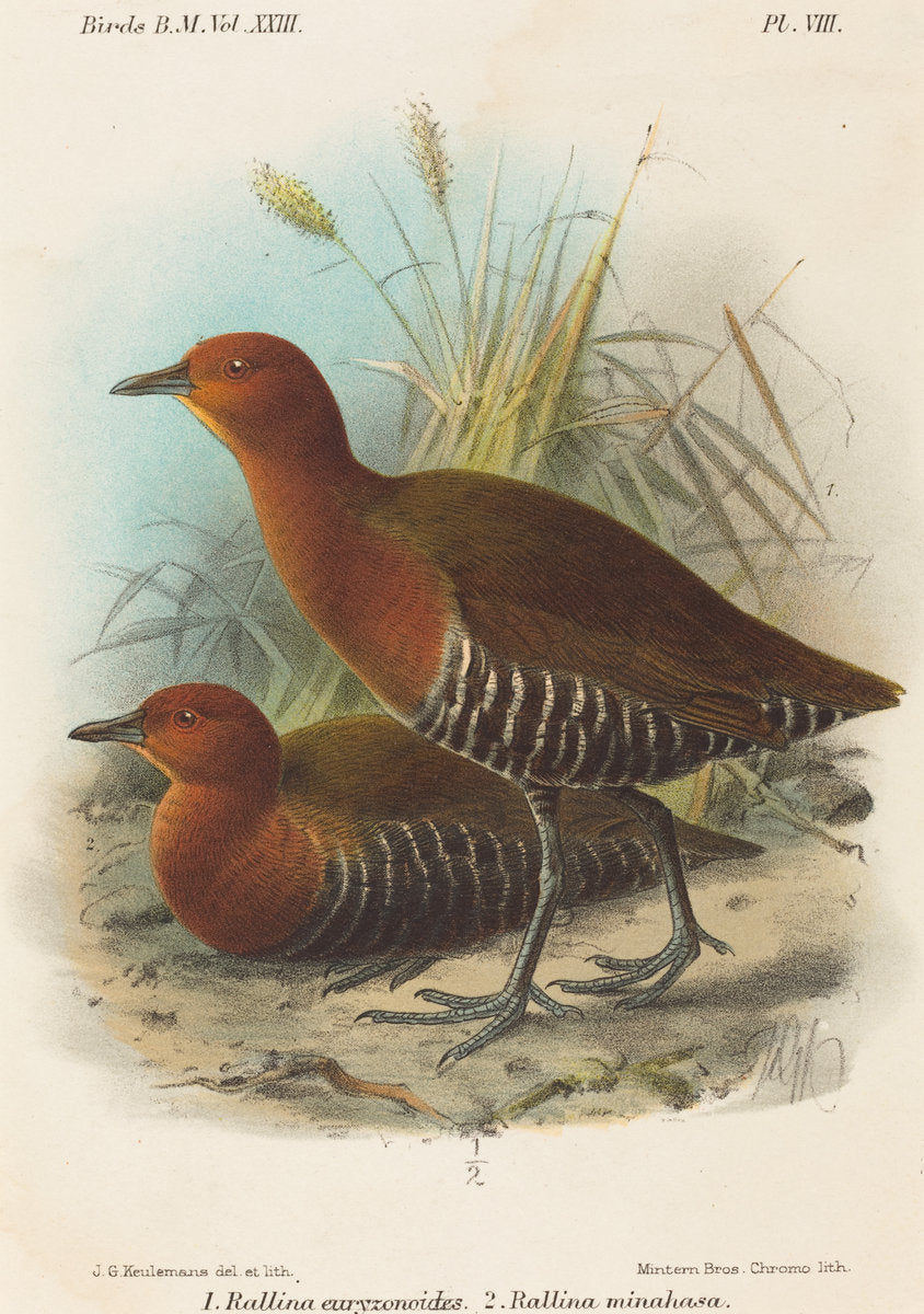 Birds of Philippines by John Gerrard Keulemans (British, active 19th century), 16X12"(A3)Poster Print