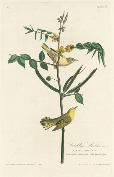 Children's Warbler by Robert Havell after John James Audubon (American, 1793 - 1878), 16X12"(A3)Poster Print