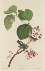 Pine Swamp Warbler by Robert Havell after John James Audubon (American, 1793 - 1878), 16X12"(A3)Poster Print