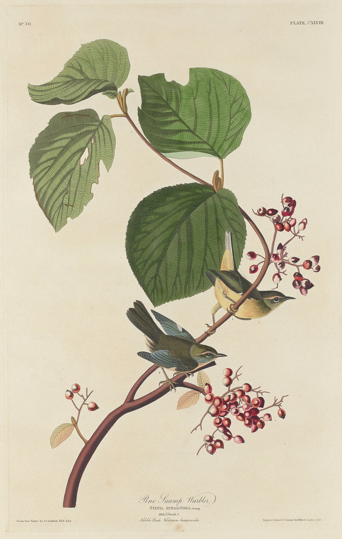 Pine Swamp Warbler by Robert Havell after John James Audubon (American, 1793 - 1878), 16X12