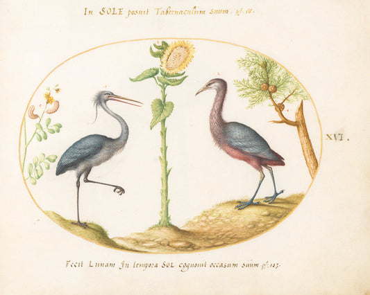 Animalia Volatilia et Amphibia (Aier): Plate XVI by Joris Hoefnagel (Flemish, 1542 - 1600), 16X12"(A3)Poster Print