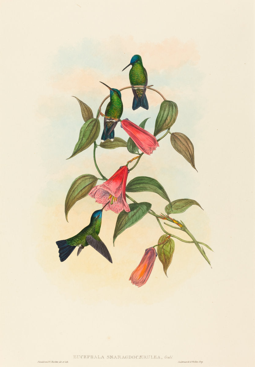 Eucephala smaragdocaerulea (Gould's Wood Nymph) by John Gould and H.C. Richter (British, 1804 - 1881), 16X12"(A3)Poster Print