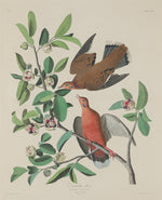 Zenaida Dove by Robert Havell after John James Audubon (American, 1793 - 1878), 16X12"(A3)Poster Print