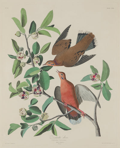 Zenaida Dove by Robert Havell after John James Audubon (American, 1793 - 1878), 16X12"(A3)Poster Print